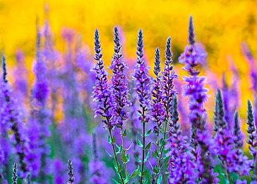 《神秘海域：盗贼遗产合集》PC版对比PS5版效果视频